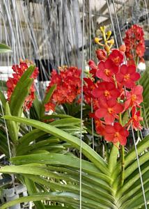 Vanda Arthorn