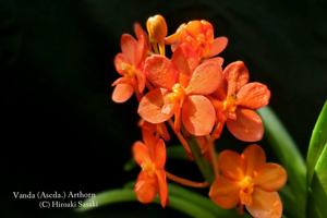 Vanda Arthorn