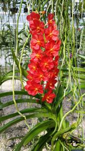 Vanda Arthorn