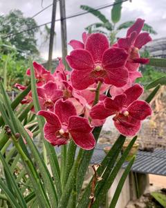 Papilionanda Hilo Jewel