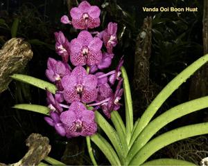 Vanda Ooi Boon Huat