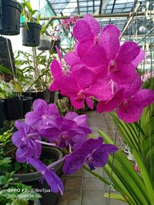 Vanda Princess Mikasa