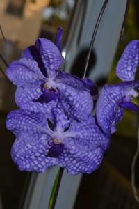 Vanda Sansai Blue