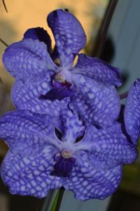 Vanda Sansai Blue