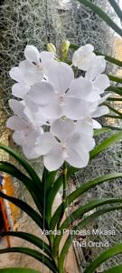 Vanda Princess Mikasa