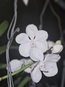 Vanda Princess Mikasa