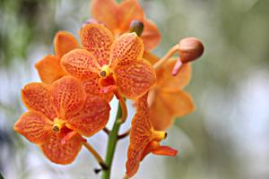 Vanda Su-Fun Beauty