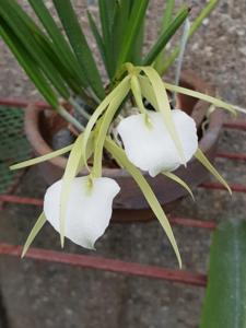Brassavola Little Stars