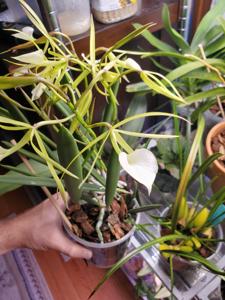 Brassavola Little Stars