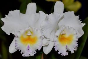 Rhyncholaeliocattleya California Girl