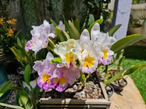 Rhyncholaeliocattleya California Girl