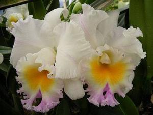 Rhyncholaeliocattleya California Girl