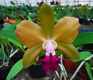 Rhyncholaeliocattleya Chinese Bronze