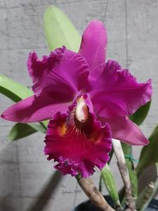 Rhyncholaeliocattleya Edisto