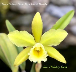 Rhyncholaeliocattleya Holiday Gem