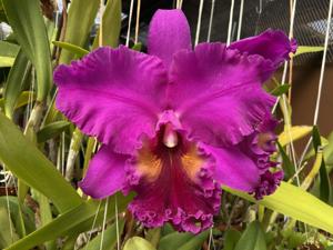 Rhyncholaeliocattleya Mac Holmes