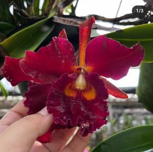 Rhyncholaeliocattleya Memoria Susan Hawkins