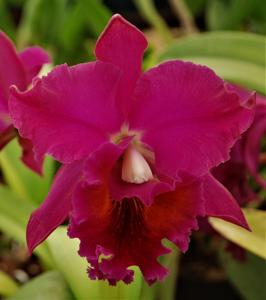 Rhyncholaeliocattleya Owen Holmes