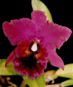 Rhyncholaeliocattleya Owen Holmes