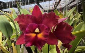 Rhyncholaeliocattleya Owen Holmes