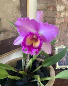 Rhyncholaeliocattleya Pink Diamond