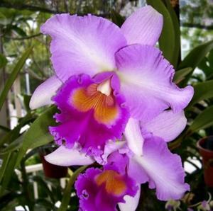 Rhyncholaeliocattleya Pink Diamond