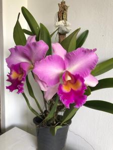 Rhyncholaeliocattleya Pink Diamond