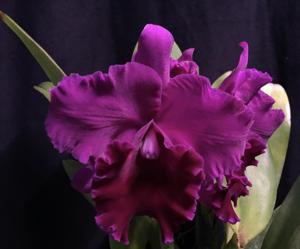 Rhyncholaeliocattleya Plum Pretty