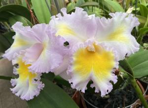 Rhyncholaeliocattleya Silk Slippers