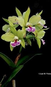 Rhyncholaeliocattleya Tatarown