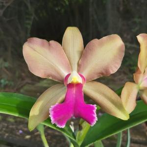 Rhyncholaeliocattleya Yorktown