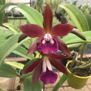 Cattlianthe Chongkolnee