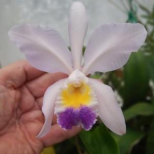 Cattleya Dresden