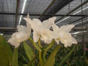 Cattleya Summer Stars