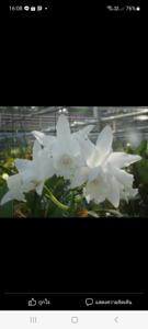 Cattleya Summer Stars