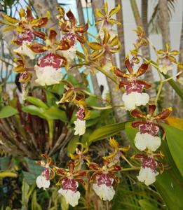 Oncidium Jungle Monarch