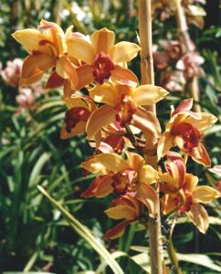 Cymbidium Boronia