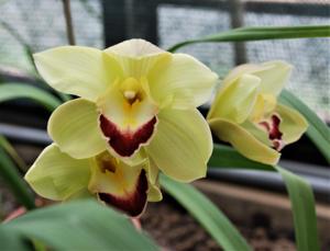 Cymbidium Doctor Lloyd Hawkinson