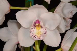 Cymbidium Fair Delight