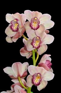 Cymbidium Leopard-Lady