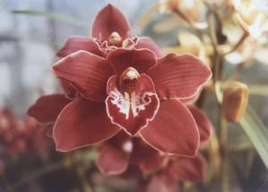 Cymbidium Sabre Dance