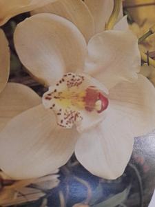 Cymbidium Winter Paradise