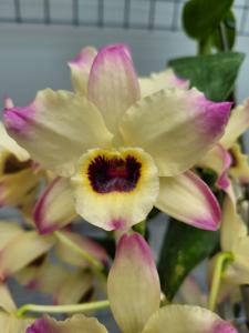 Dendrobium Adele Fortescue