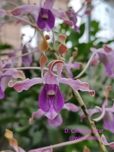 Dendrobium Celebes Star