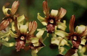 Dendrobium Denise Leicester