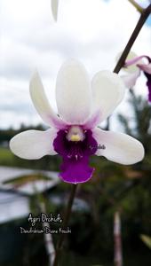 Dendrobium Diane Kouchi