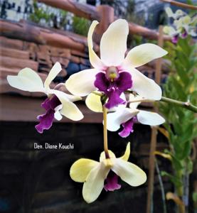 Dendrobium Diane Kouchi