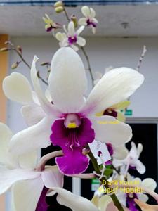 Dendrobium Diane Kouchi