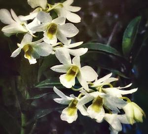 Dendrobium Dunia Peh