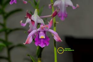 Dendrobium Eunice